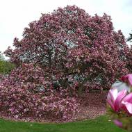 Саженец гибридной магнолии Betty в контейнере